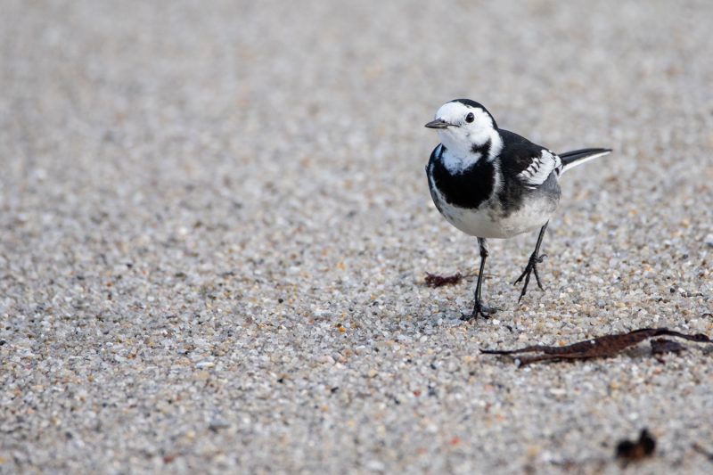 Bergeronnette de Yarrell